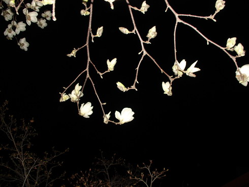 magnoliablossoms0_resize.JPG